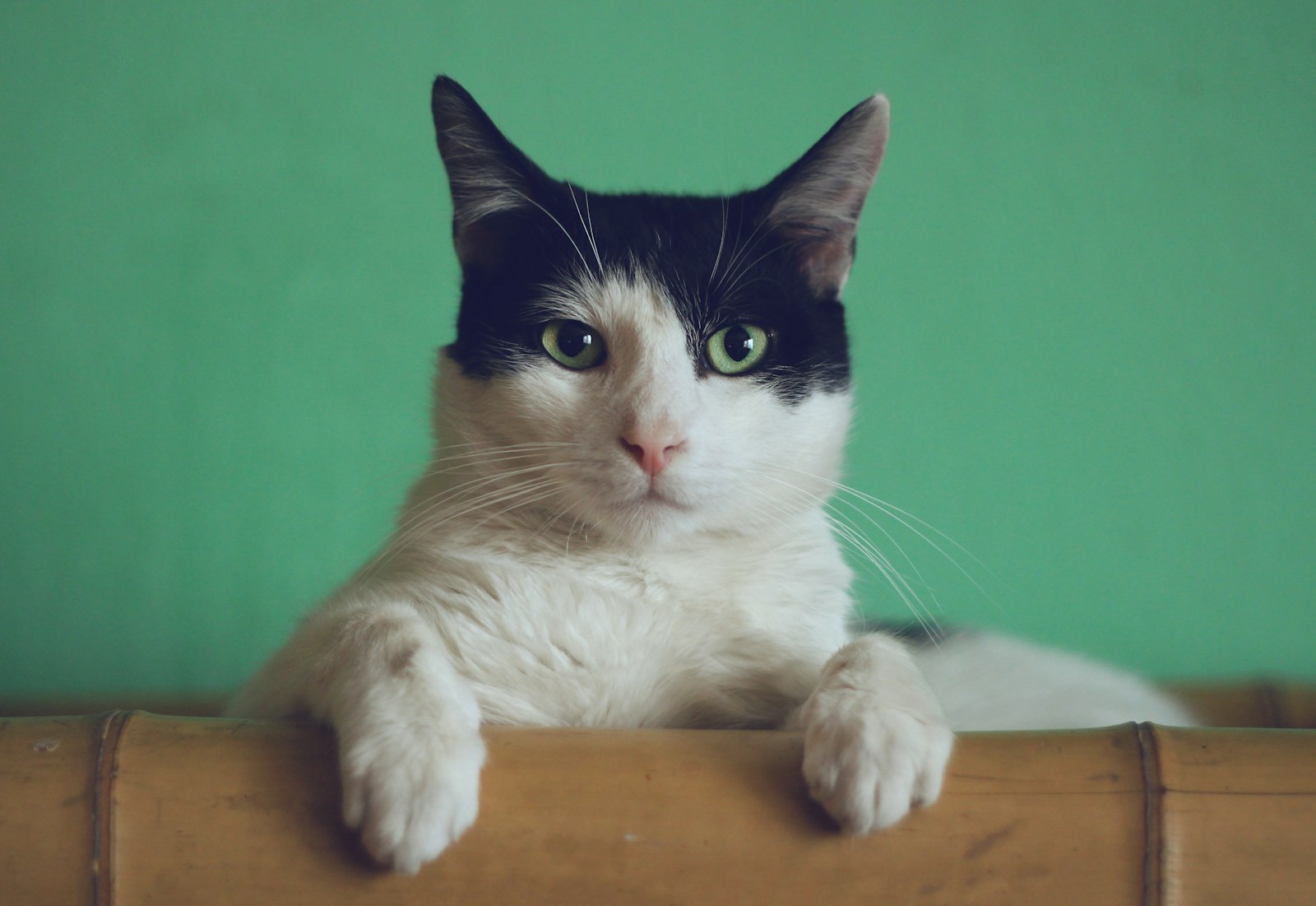 Chat — formation ACACED chien et chat