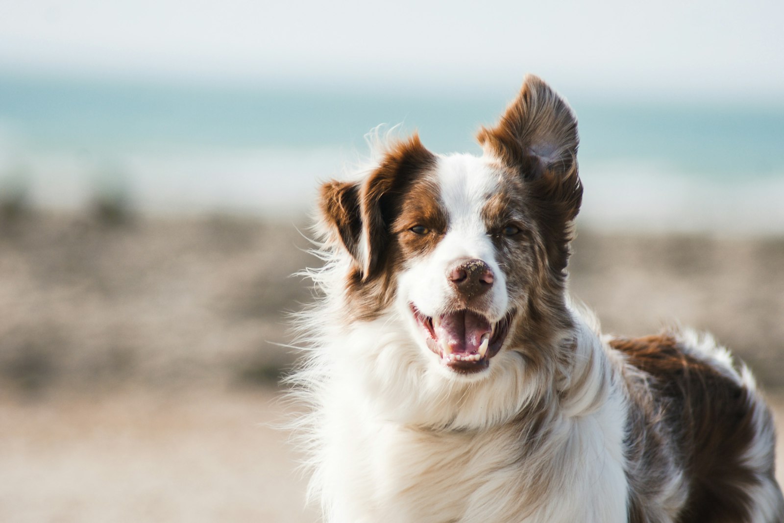 Chien et chat, formation ACACED