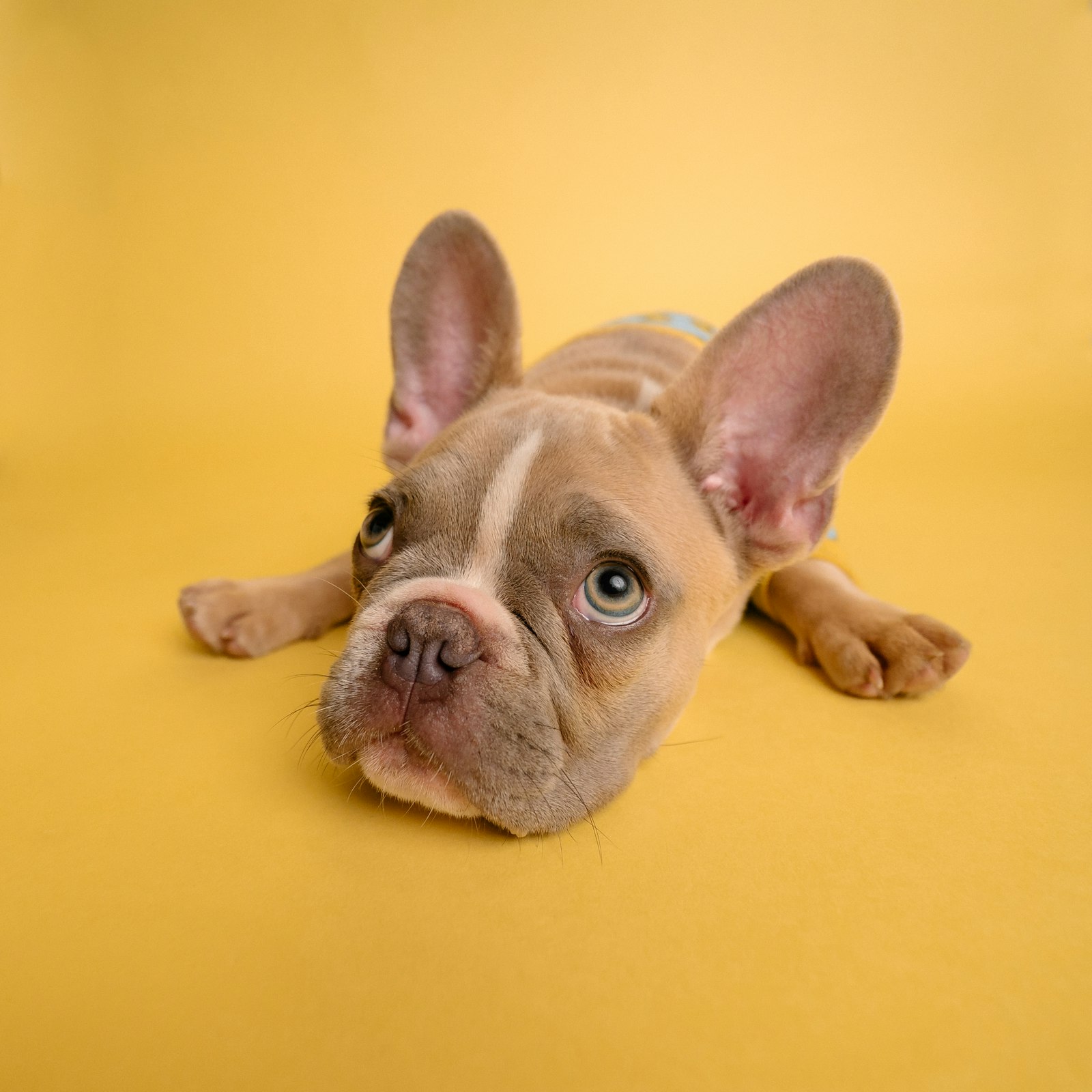 Formation Avancé — éducation canine bienveillante