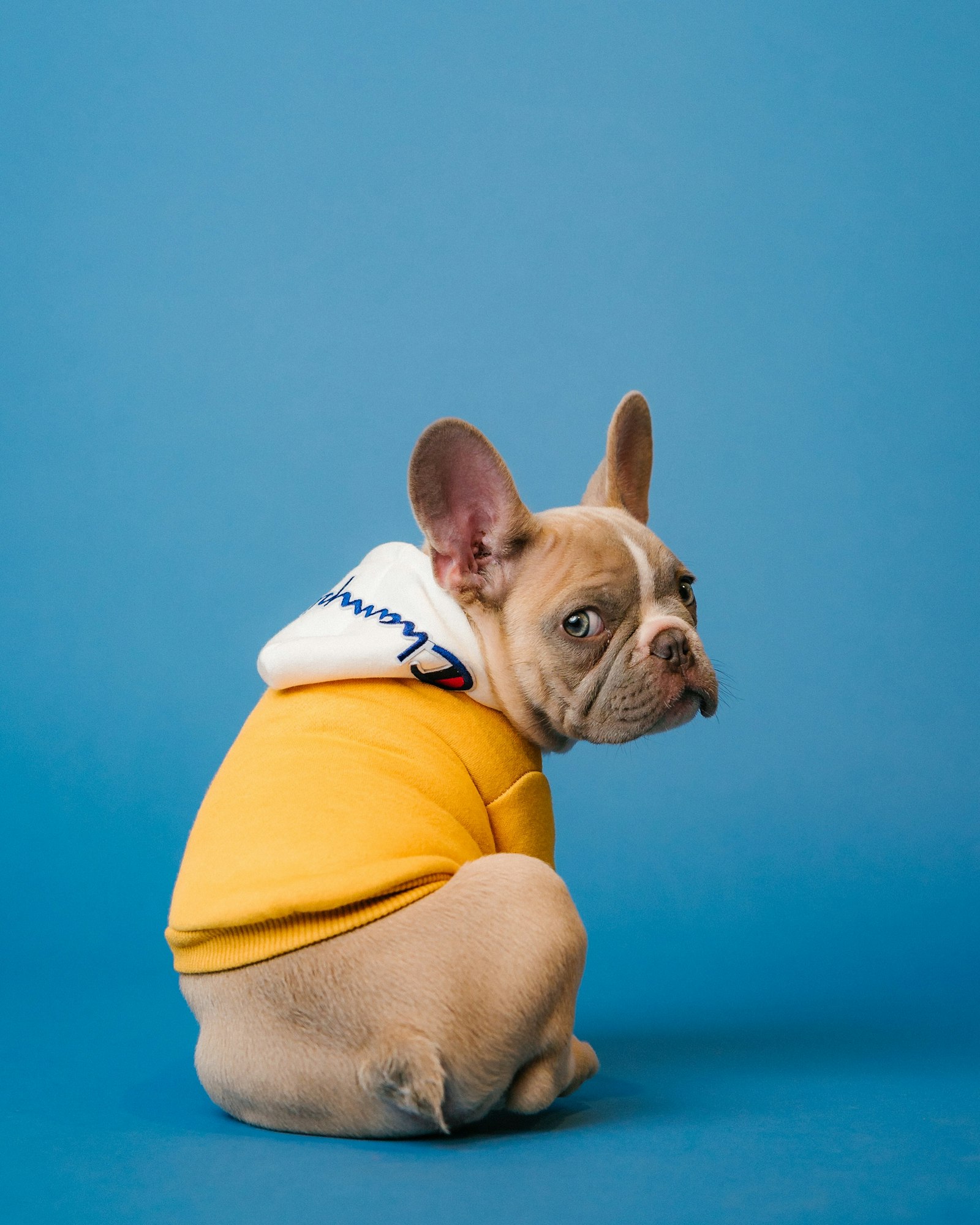 Stage comportement animal chien et chat