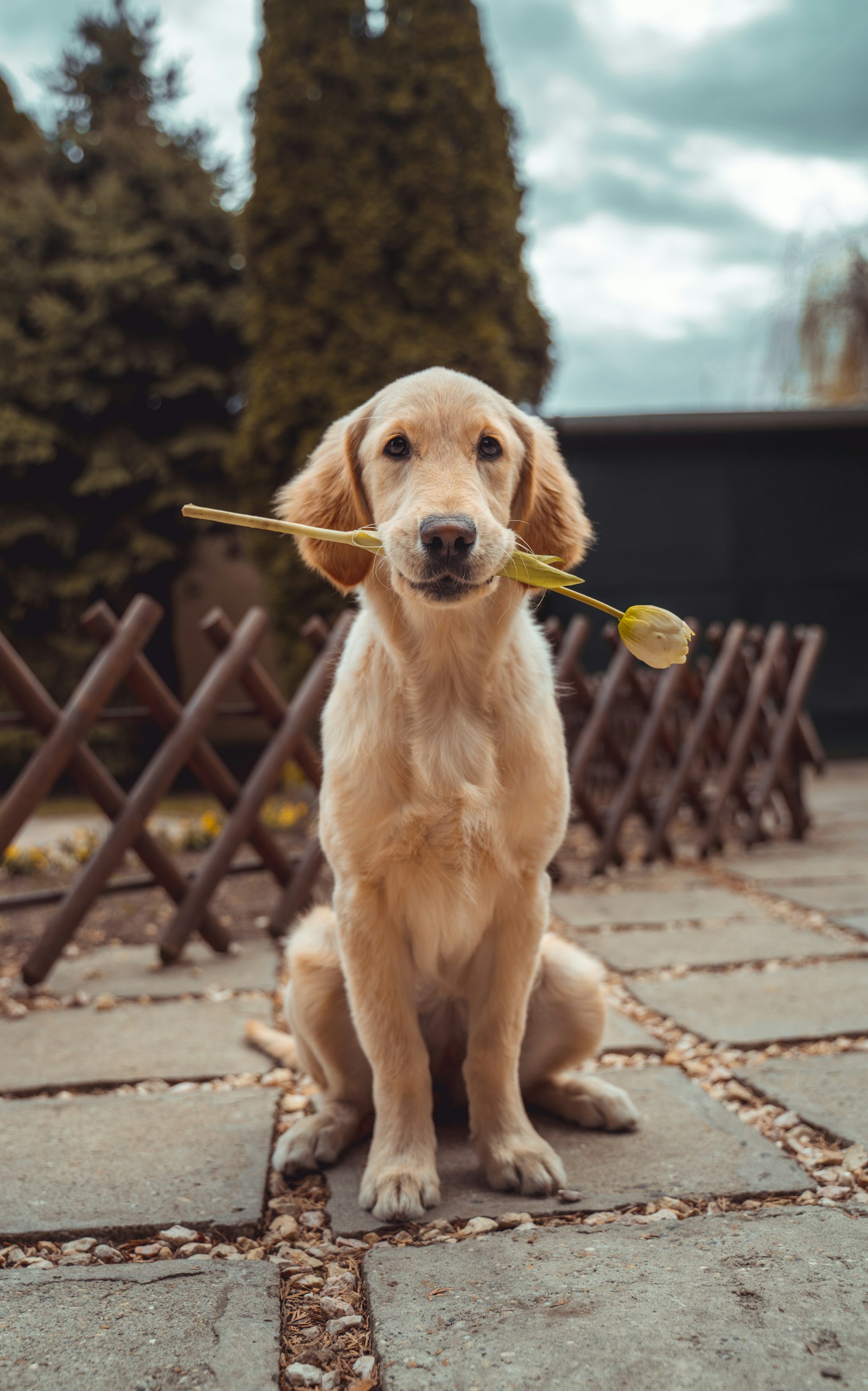Stage éducation canine bienveillante